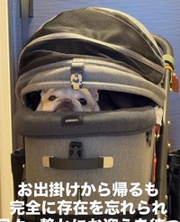 視線を感じて振り返ると……！（提供：＠frenchbulldog0613さん）