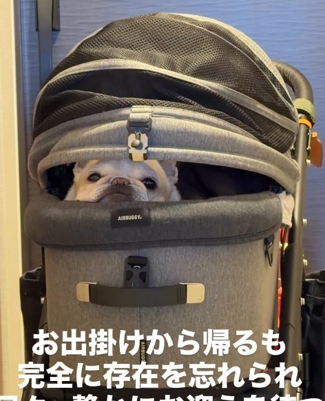 視線を感じて振り返ると……！（提供：＠frenchbulldog0613さん）