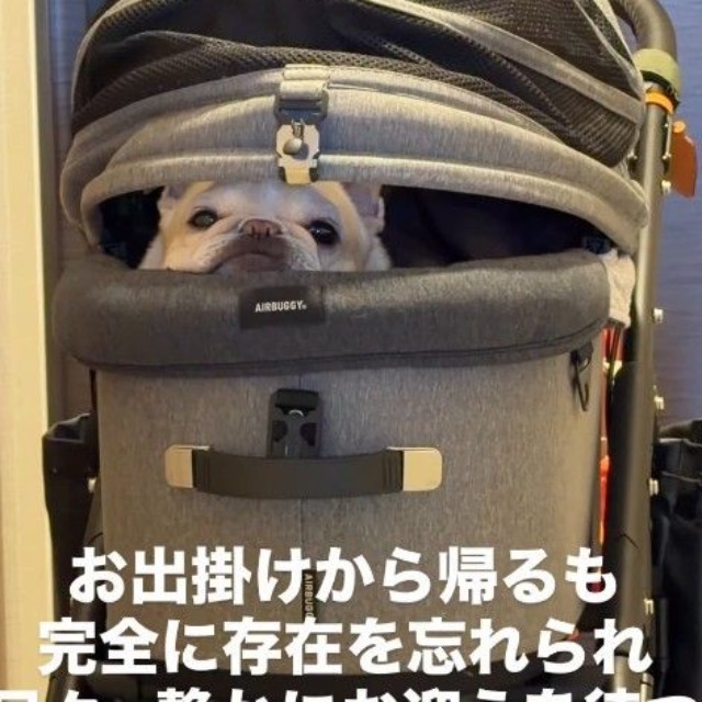 視線を感じて振り返ると……！（提供：＠frenchbulldog0613さん）