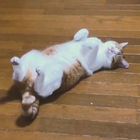 おばけとろねこ