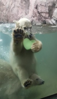 肩車？ 騎馬戦⁇