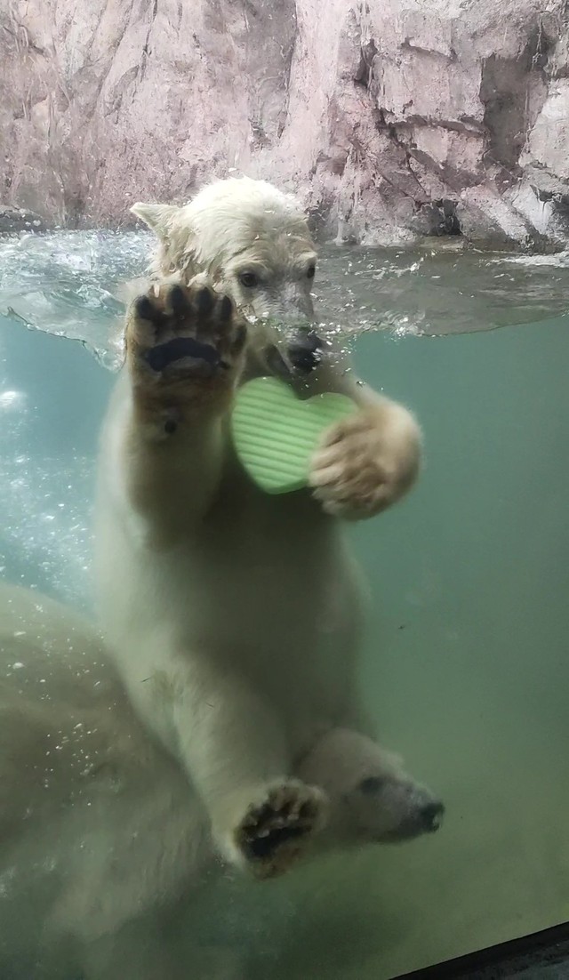 肩車？ 騎馬戦⁇