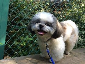 誰も見てない隙に…熱々チキンをパクリ！　食いしん坊のシーズー「くー助」