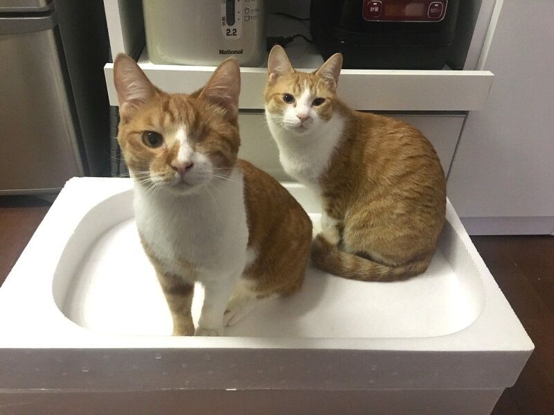 体もナチョ（左）のほうが一回り大きい（高橋さん提供）