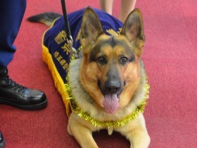 お手柄警察犬にごほうび　行方不明の女性、くつのにおいで発見