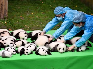 中国で手厚く保護され増えるパンダ　当局が固有IDで徹底管理「情報囲い込み」の批判も