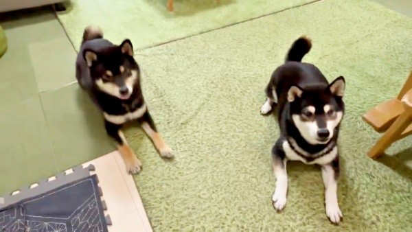 そろって伏せをするおすわりをして飼い主さんを見つめる（左から）伊織くん、信濃くん（画像提供：まさかずさん）
