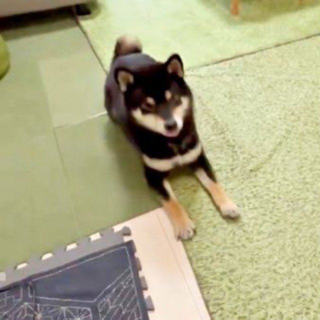 そろって伏せをするおすわりをして飼い主さんを見つめる（左から）伊織くん、信濃くん（画像提供：まさかずさん）