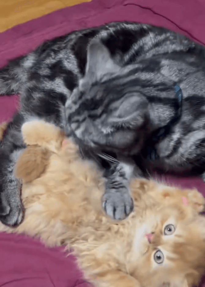 今ではしつけも担当する