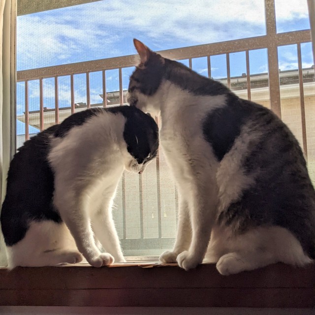 窓辺でくつろくチビくん（左）とルンルンくん（右）。ルンルンくんはチビくんを自分の弟だと思っているみたい。お父さんが自分にしてくれたように、せっせとお世話を焼きます