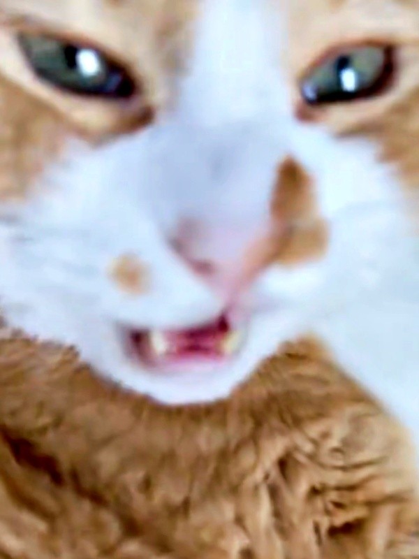 「ニャー」と鳴くさんてくん（画像提供：さにたすさんてちくわ丸の人さん）