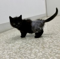 手術をする予定だったので下半身の毛を刈られていました