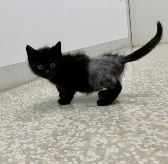 手術をする予定だったので下半身の毛を刈られていました