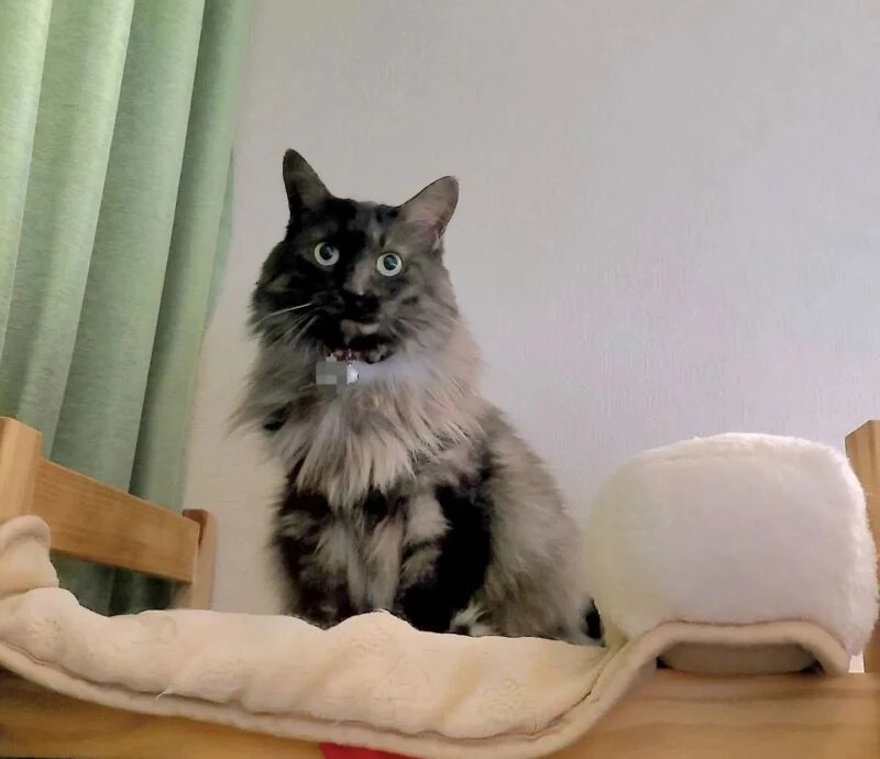 空海（くるみ）