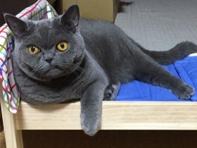 専用ベッドでくつろぐ猫  ブリティッシュ・ショートヘアの鞠男