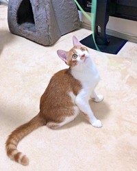 生後6カ月、猫じゃらしで元気いっぱい遊びます（画像提供：ソックスとビスケットさん）