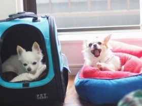 チワワに３階下の“別宅”　高齢のマンション住民が保育ママに