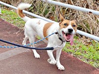 軽快な足取りで散歩を楽しむパーティー信子ちゃん（画像提供：みのかささん）