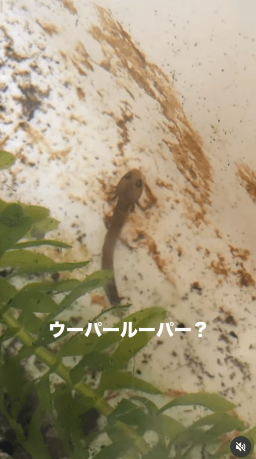 メダカの水槽に突然現れた「ウーパールーパー？！」画像提供：shabazoさん