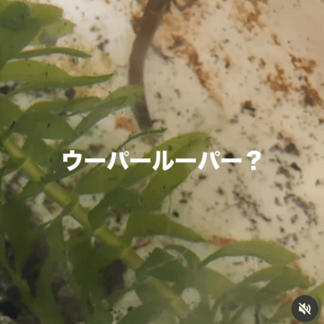 メダカの水槽に突然現れた「ウーパールーパー？！」画像提供：shabazoさん
