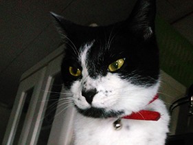 置き去りにされた保護猫の黒美、幸せで柄が変わったニャ？！