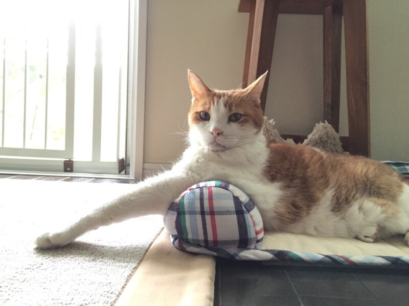 忙しい時は手を貸すよ……７年前、はるまき君が15歳の時に前脚に線維肉腫ができましたが、手術で克服。再発せずよかったね（明日香さん提供）