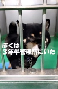 3年半、鹿児島の動物愛護管理センターいた咬傷犬の黒柴（「一般社団法人わんずふりー」さん提供、Instagramよりキャプチャ撮影）
