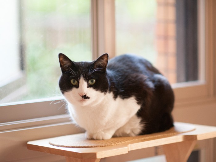 「風邪をひかないように、ぼくも笑顔で免疫力をあげているよ」（小林写函撮影）