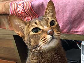 ヨーグルトが大好物　食いしん坊でビビリなアビシニアンの「レン」