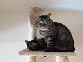 猫が抗議する“コロコロ事件”　遊べないことへの恐ろしい報復