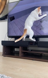 お友だちが遊びに来てはっちゃける菅田くん