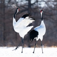 日本の天然記念物、タンチョウ　※画像はイメージです（Kuniyuki SUZUKI/stock.adobe.com）