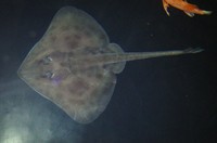 ザラカスベを上から見たところ