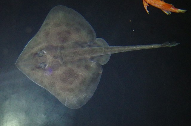 ザラカスベを上から見たところ