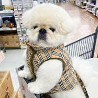 おやつコーナーはどこかな？ お買い物中のぱるくん（画像提供：ペキニーズのぱるくん）