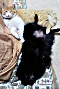 仲良く寝そべる（左から）保護猫のナオくん、愛犬・クウちゃん（画像提供：ナオとフータさん）