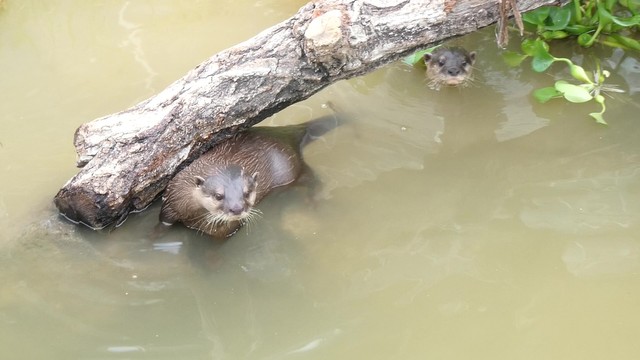 「密輸」から保護された２頭は当時、まだ目も開いていなかったのだそう。ファミリーとは別のスペースで暮らしています