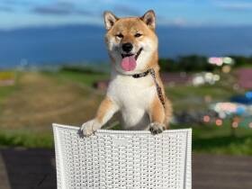 景色最高だね！　家族と山へお出かけして笑顔を見せる柴犬「カンタ」