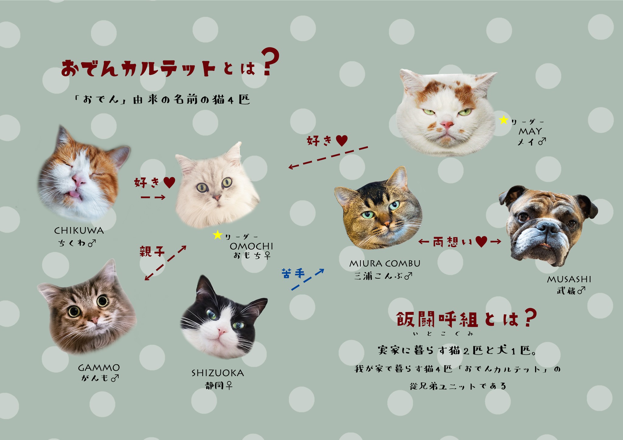 猫の 一生懸命 に胸キュン レンズ越しの表情に魅了された写真家 ほ とせなnews 猫の 一生懸命 に胸キュン レンズ越しの表情に魅了された写真家 ほ とせなnews