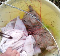 網を使って無事に川から救出されました