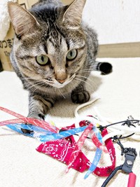 おもちゃで遊ぶよもぎちゃん（画像提供：きのひとまるさん）