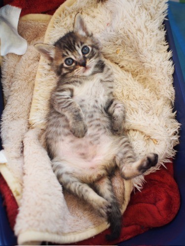 授乳後お腹いっぱいで、うとうとし始める