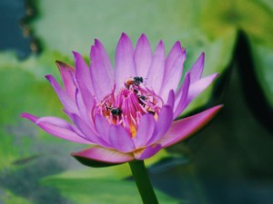 その時々で咲けそうな場所へゆるやかに。タイの人々が教えてくれた