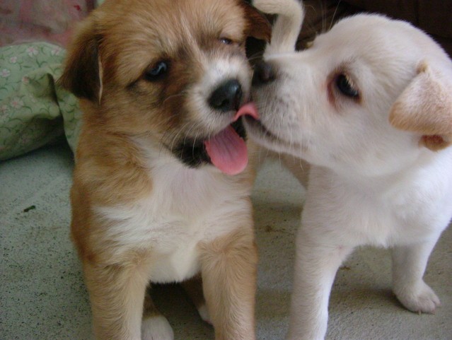 飼う前に考えよう「お金の話」　初期費用で最大１４万円