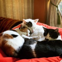 先住猫たち（三毛が小春ちゃん、ハチワレがしずくちゃん、白黒が最初に保護した蘭丸くん）もう１匹黒猫の虎太郎くんもいる。