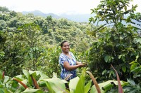 山々で育つコーヒーの木とアソバグリの組合員ソライダ・モンソンさん=2024年9月18日、グアテマラ西部バリリャス、荒ちひろ撮影