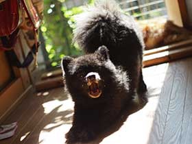 同居猫と窓枠でニャルソックするよ　ポメラニアンの「ポワロ」
