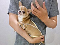 飼い主さんの腕の中にすっぽりおさまる、りるちゃん（画像提供：スムースチワワ すぅとりるさん）