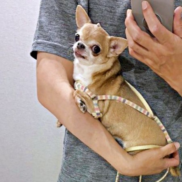 飼い主さんの腕の中にすっぽりおさまる、りるちゃん（画像提供：スムースチワワ すぅとりるさん）
