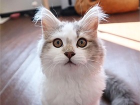 猫じゃらし絶対につかまえるよ　やんちゃなサイベリアン「レイ」